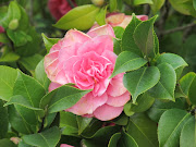 The Camellias of Vergelegen