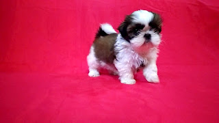 shih tzu puppies for sale in bangalore
