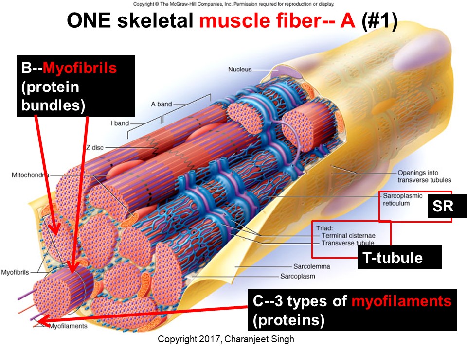 Organization of skeletal muscle, Physiology of muscle contraction