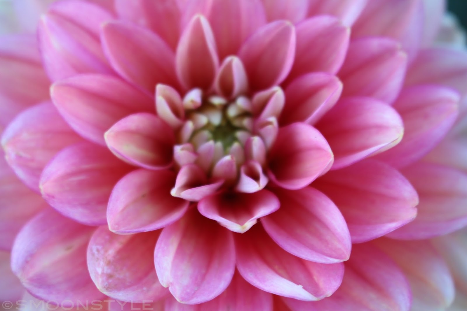 Das Knifflige Coverbildratespiel Unterhaltung Fur Kunstkenner