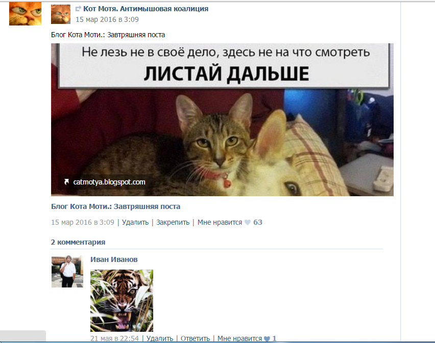 котик в доспехах. кот в лодке. антимышовая. антимышовая коалиция кота. кот мотя антимышовая.