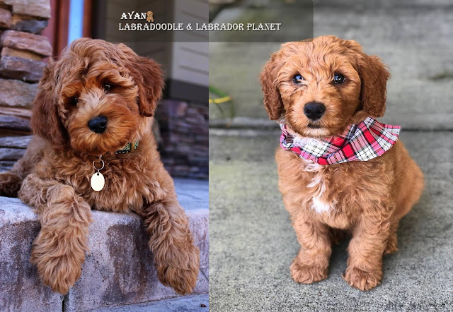 Healthy Australian Labradoodle Puppies are Available in This Dog House Shop
