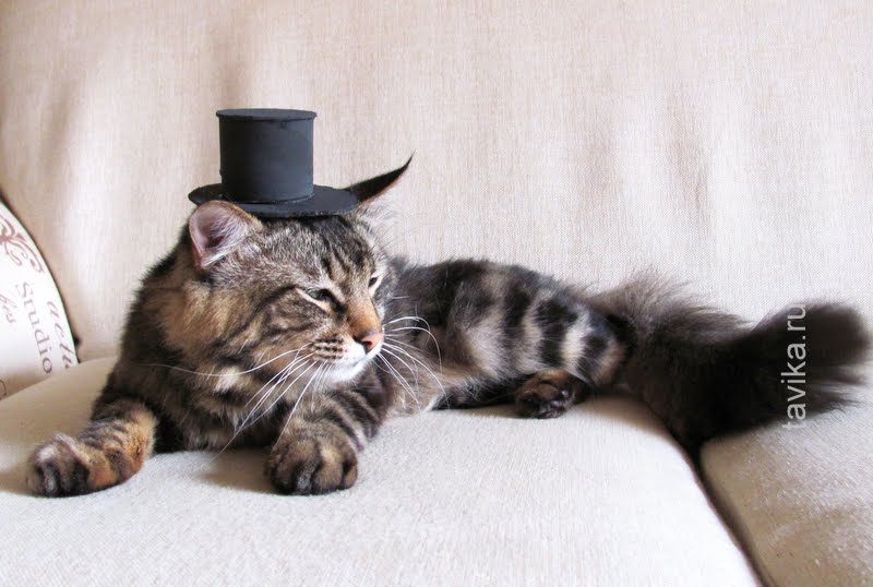 Костюм Для Кота На Новый Год