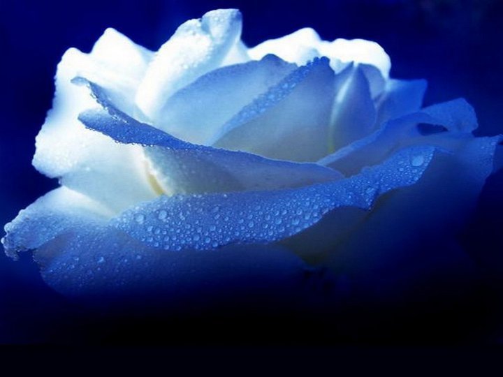Images pour blogs et Facebook L'important, c'est la ROSE Images pour blogs et Facebook L'important, c'est la ROSE
