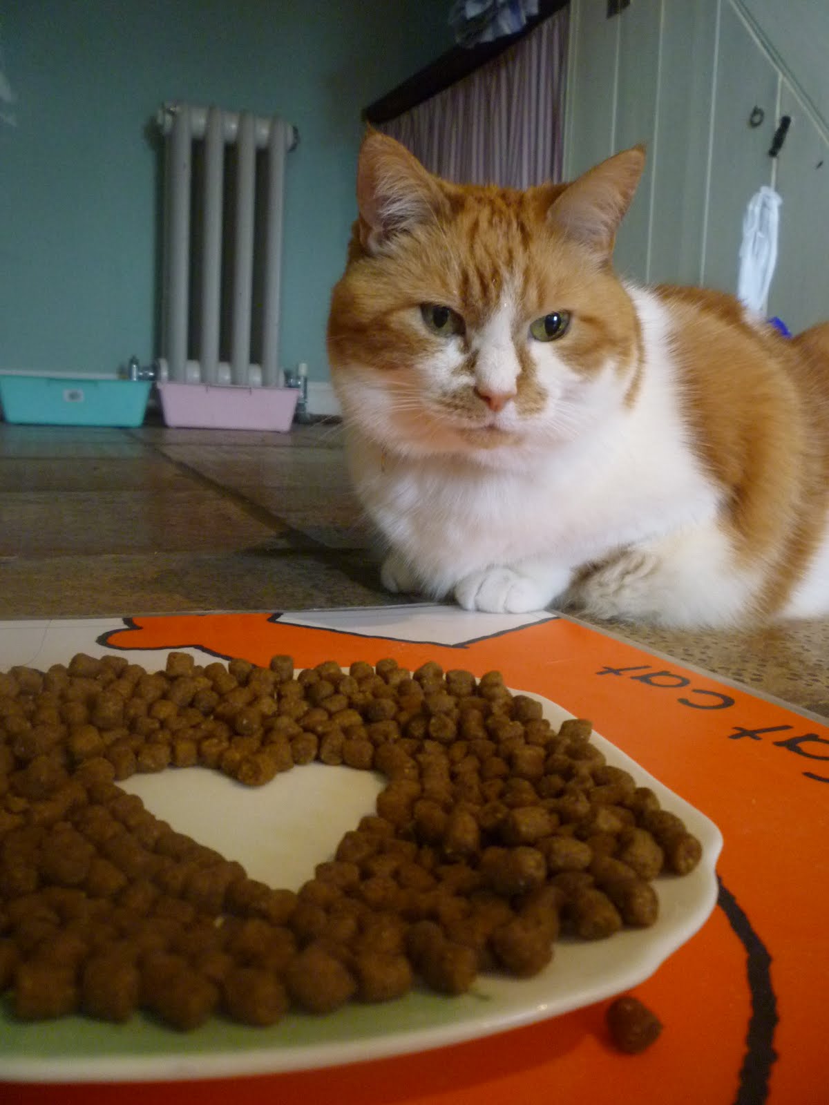 Under The Paw Guest Cat Of The Month For November Biscuit, REAL LIFE Neighbour Of The Under