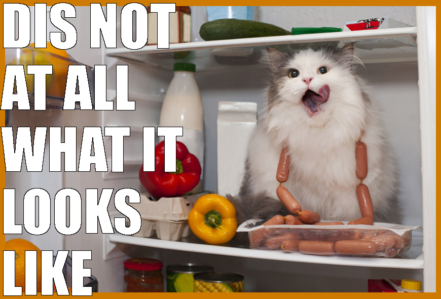 Great Cats Be Funny BLOG July 2016