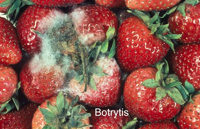 botrytis en fresas