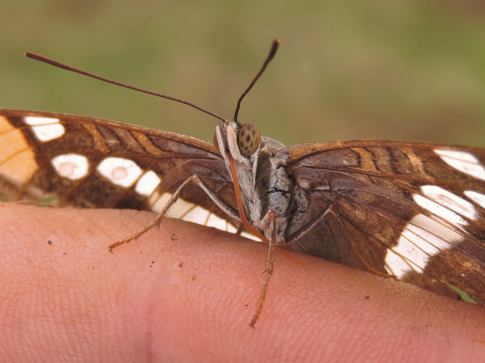 The Amateur Anthecologist Moths And Butterflies Of Southwestern