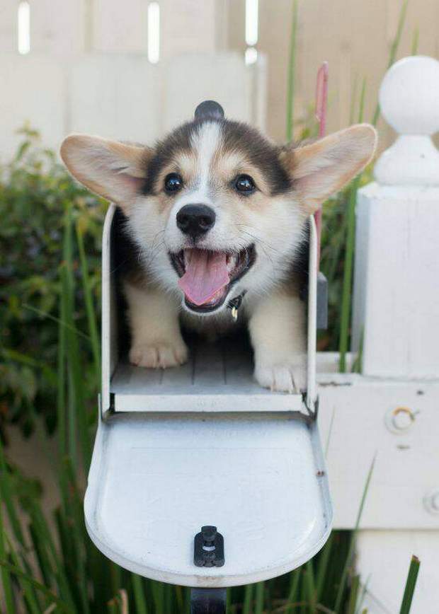 cute dog with copy space cute dog with copy space