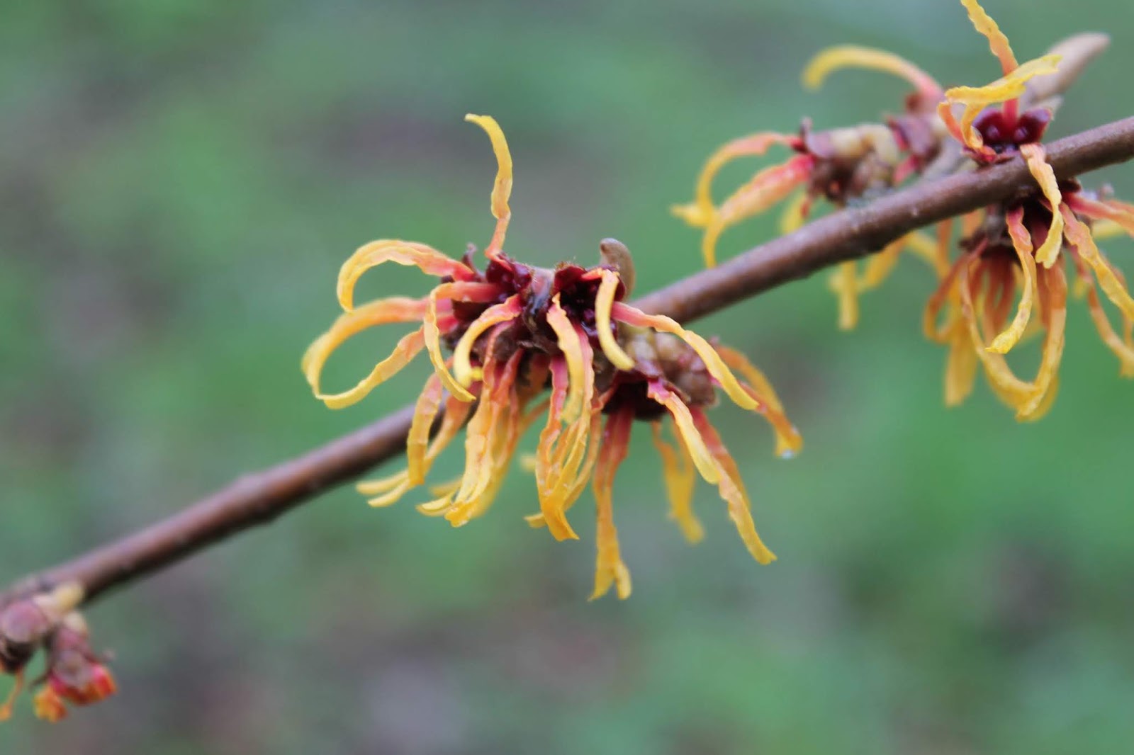Hamamélis, Fam Hamamélidacées