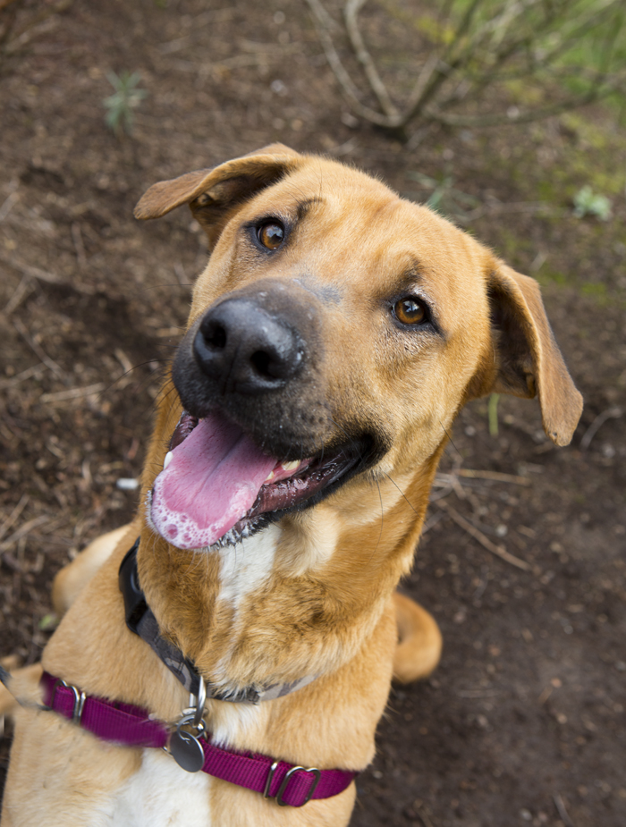 Shelter Dogs of Portland "ROSCOE" long legged Runner's type guy!