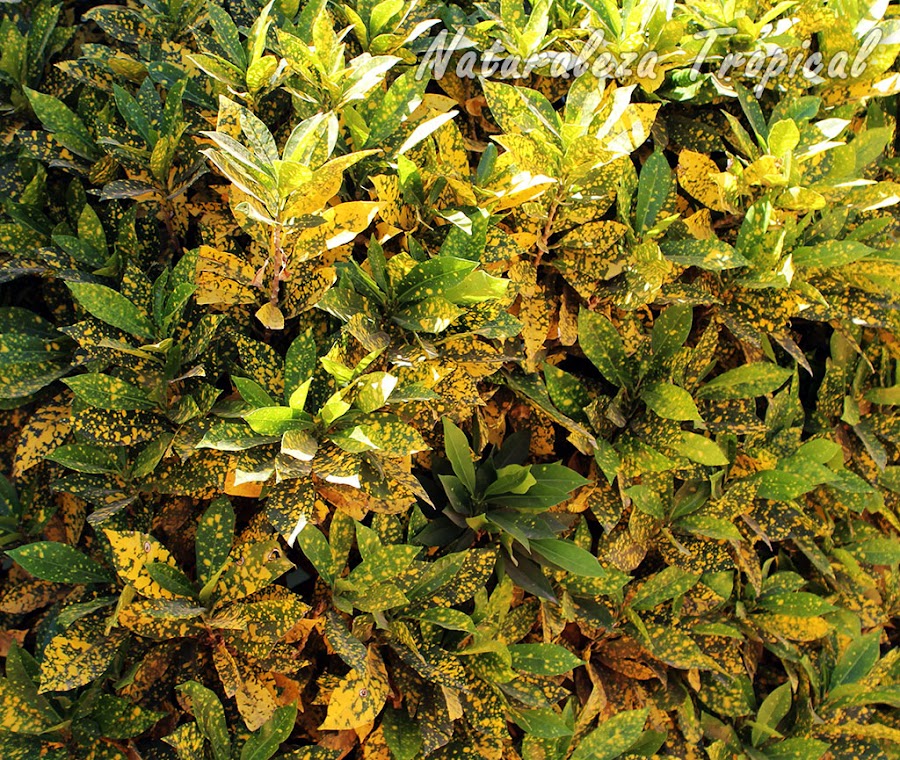 Variegación en croton, género Codiaeum