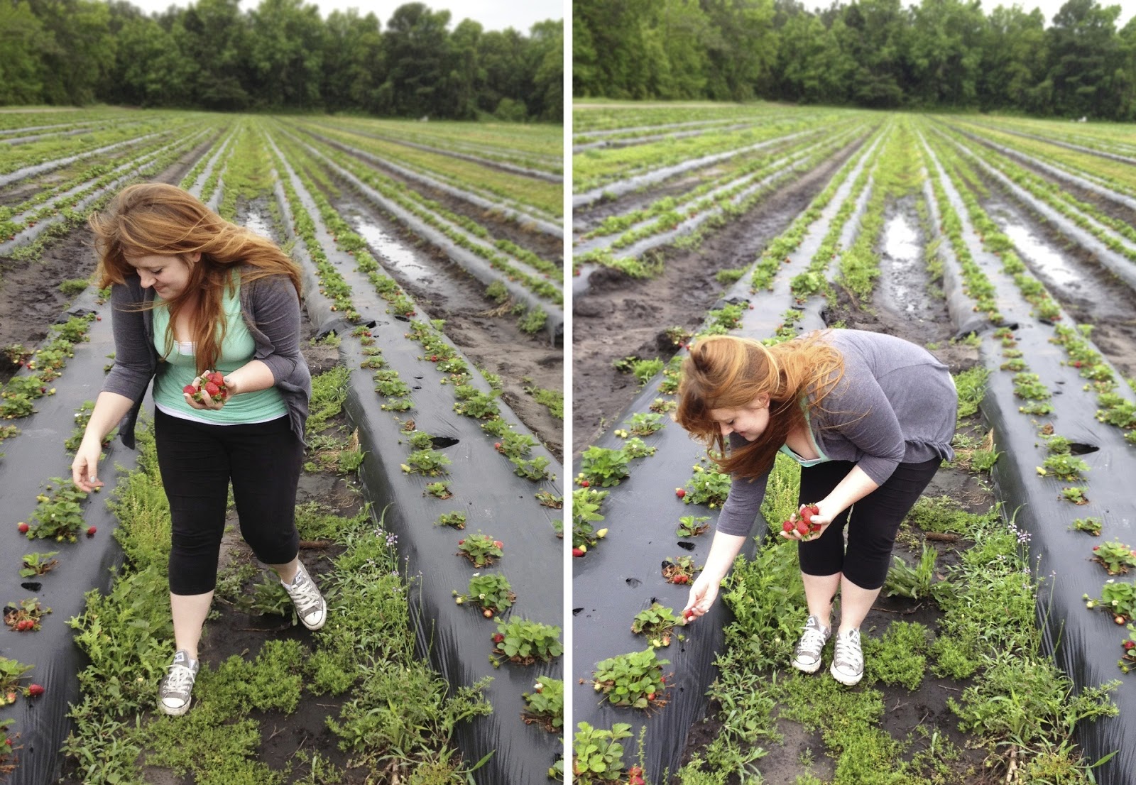 The Ink & Anchor Charleston Strawberry Picking