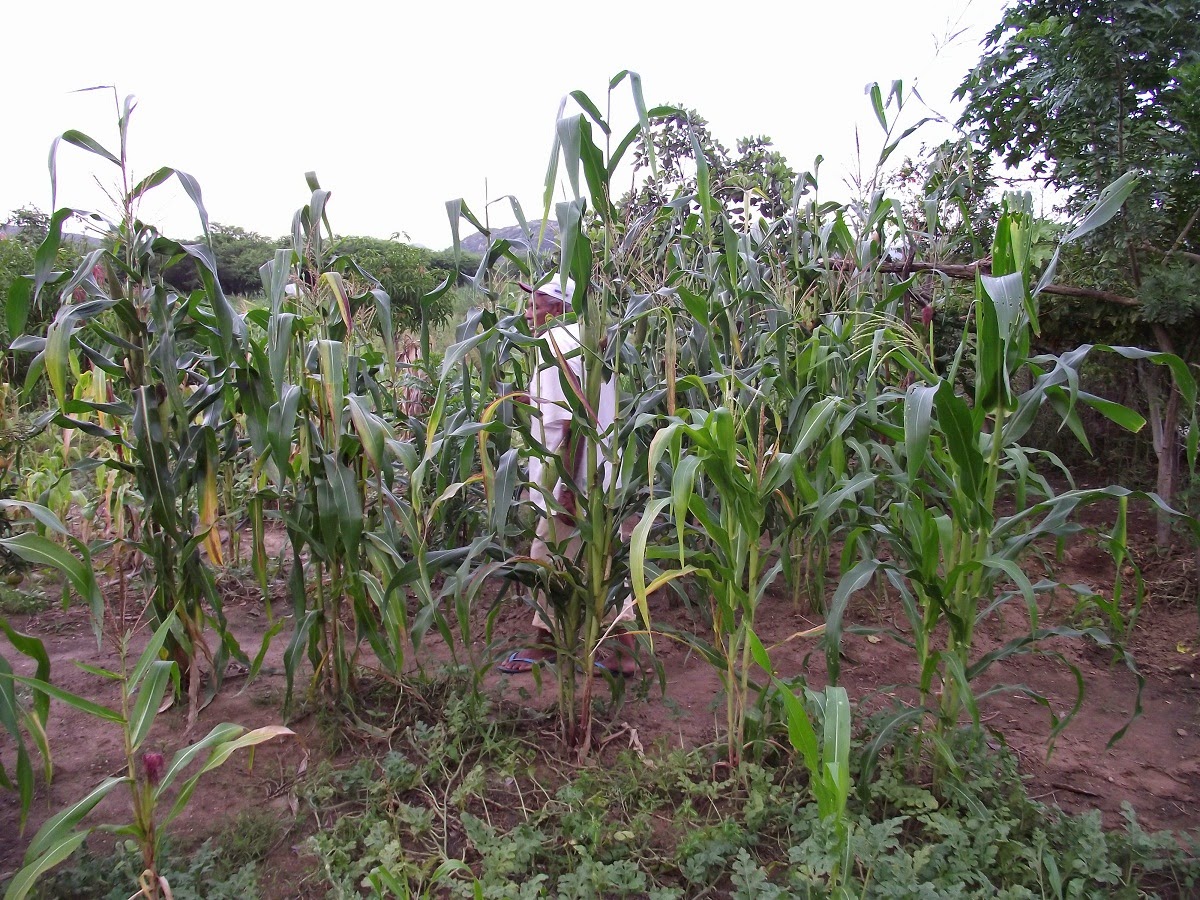 Mencione Dois Exemplos De Sistemas Agropecuários Tradicionais De Subsistência