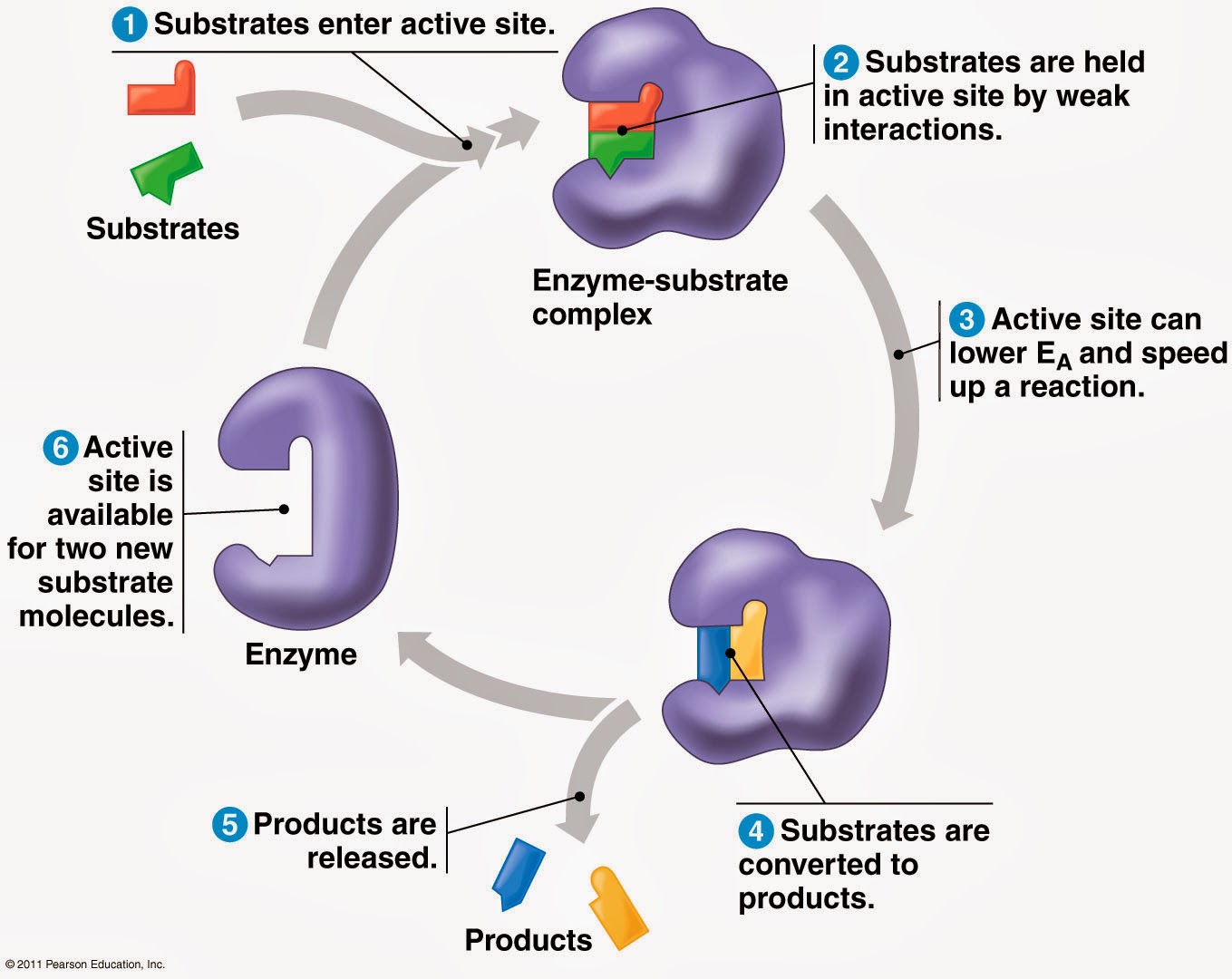 Action site. Catalase Enzyme. Enzyme substrate interaction. TCA Cycle Enzymes. PRPP Enzyme.