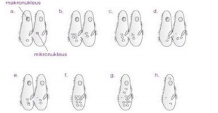 Pengertian, Karakteristik, Klasifikasi Protozoa