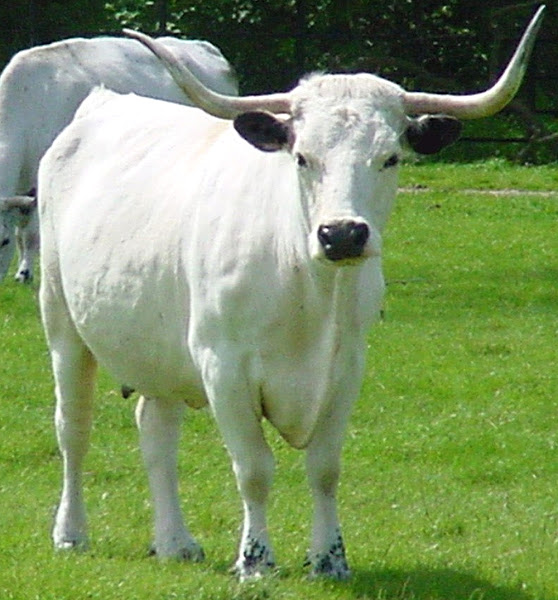 白色公园牛,白牛公园,白色park cattle breed, white park cattle behavior, white park cattle breed info, white park cattle breed facts, white park cattle care, caring white park cattle, white park cattle characteristics, white park cattle color, white park cattle coat color, white park cattle facts, white park cattle for meat, white park cattle for milk, white park cattle farms, white park cattle farming, white park cattle history, white park cattle info, white park cattle images, white park cattle meat, white park cattle milk, white park cattle origin, white park cattle photos, white park cattle pictures, white park cattle rarity, raising white park cattle, white park cattle size, white park cattle temperament, white park cattle uses, white park cattle weight