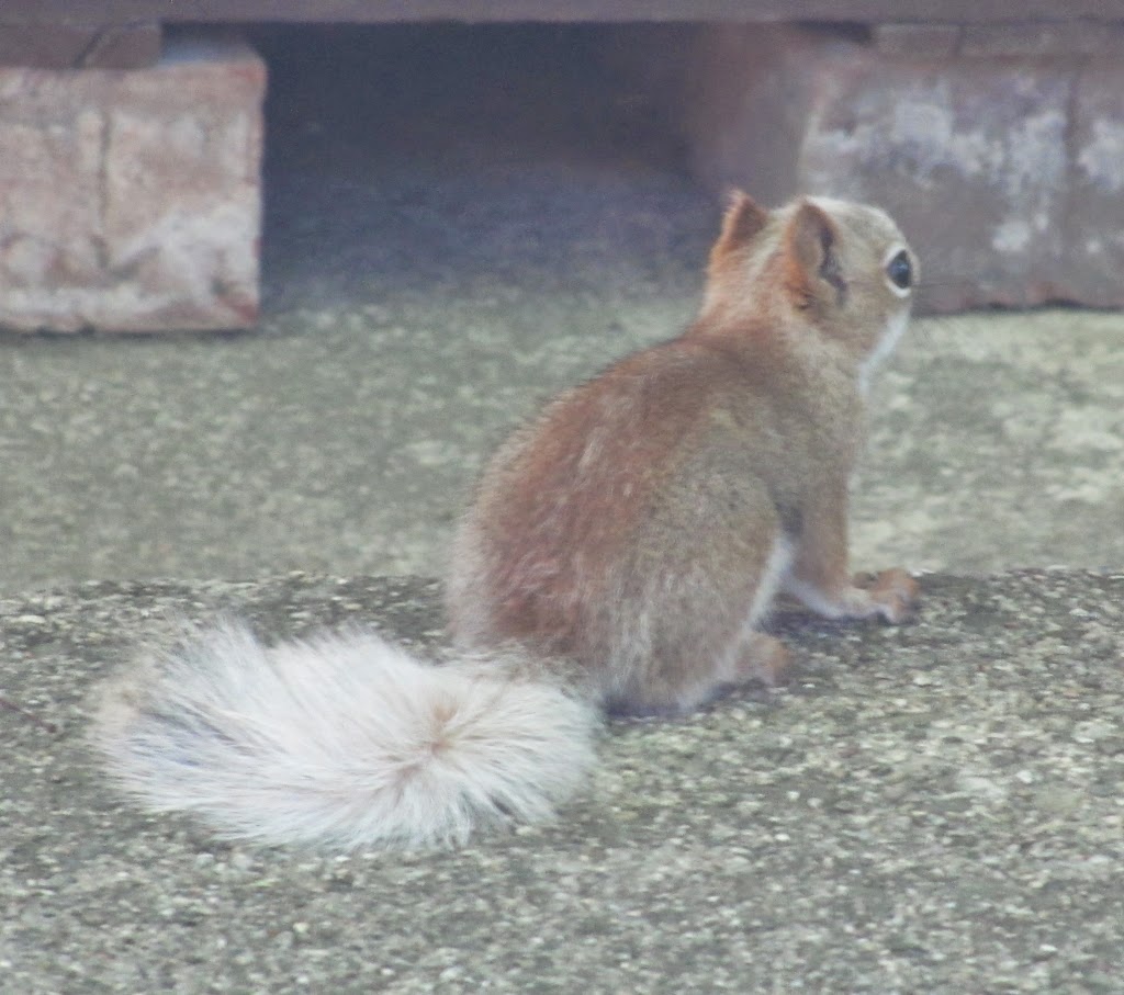 download squirrel tail worm download squirrel tail worm