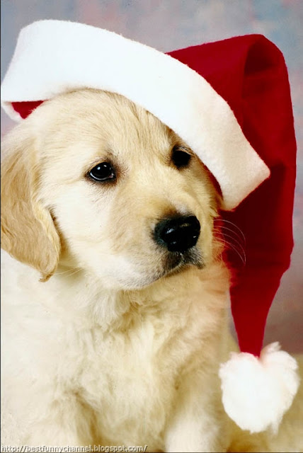  Funny Christmas puppy. 