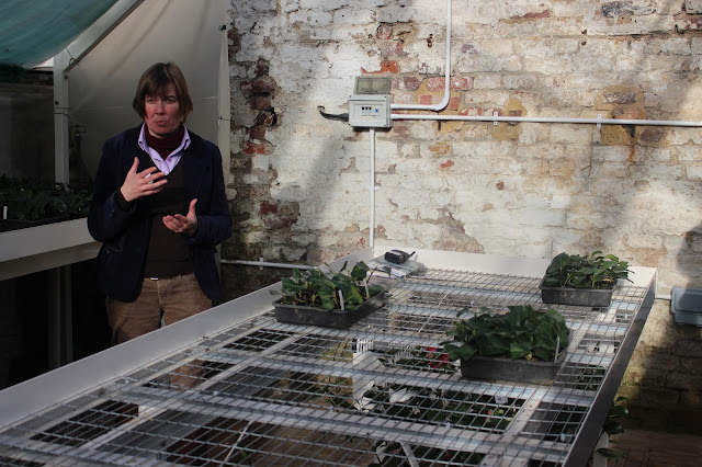Geraldine King in the camellia propagation unit Geraldine King in the camellia propagation unit