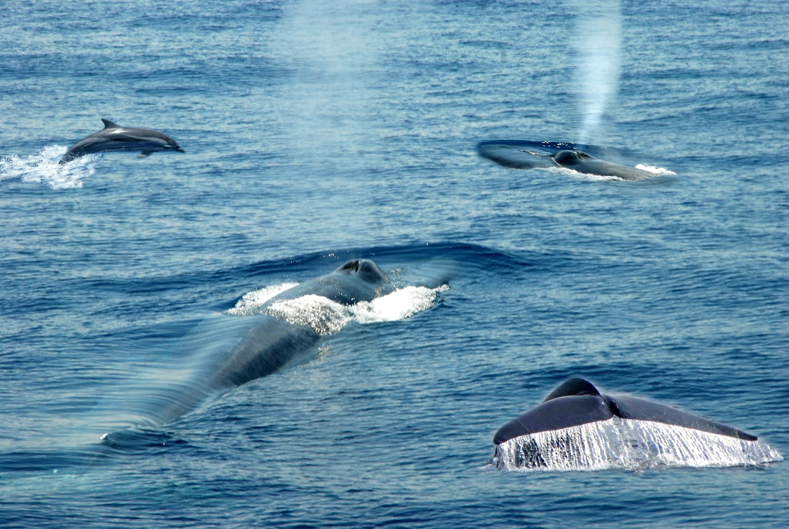 Imageresult for whale and dolphin watching in sri lanka