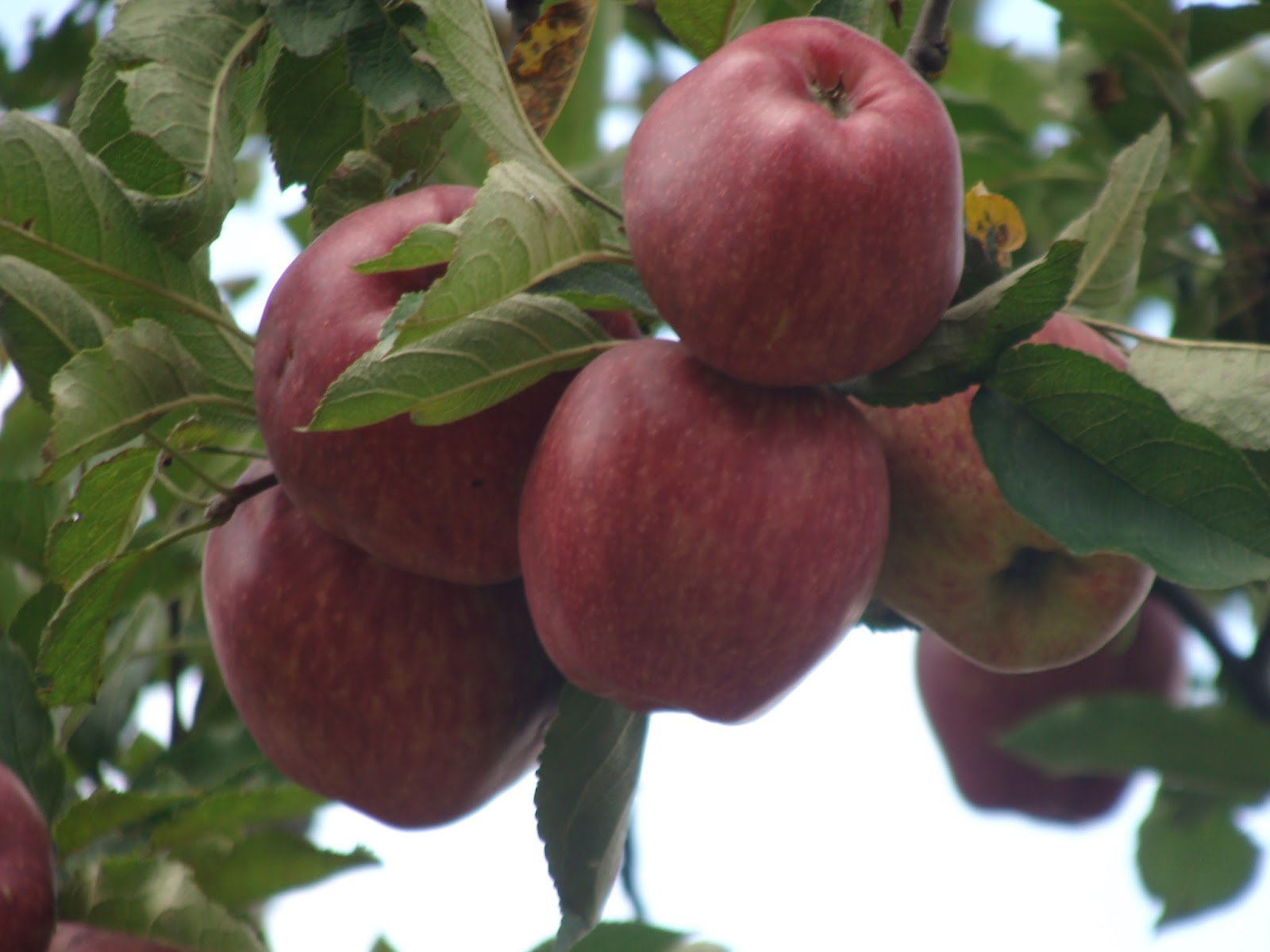 Apple season in full bloom in KulluManali.