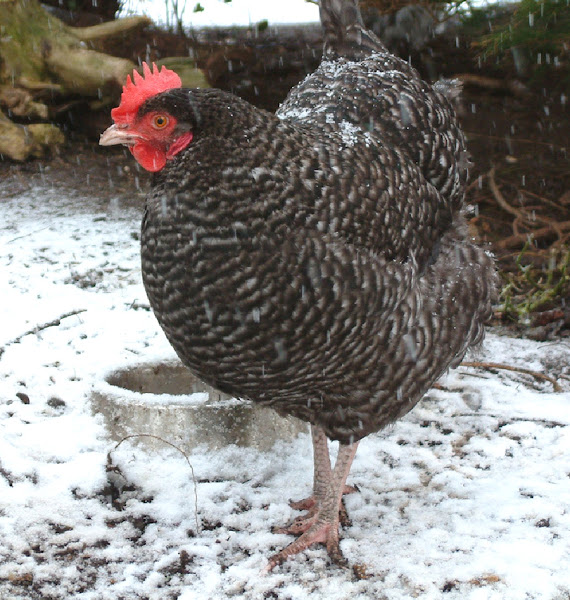 marans chicken, marans chickens, caring marans chickens, breeding marans chickens, housing marans chickens, feeding marans chickens, how to care for marans chickens, how to raise marans chickens, guide for raising marans chickens, tips for raising marans chickens, marans chicken farming, commercial marans chicken farming, marans chicken farming business, commercial marans chicken farming business, how to start marans chicken farming business, tips for marans chicken farming, guide for marans chicken farming