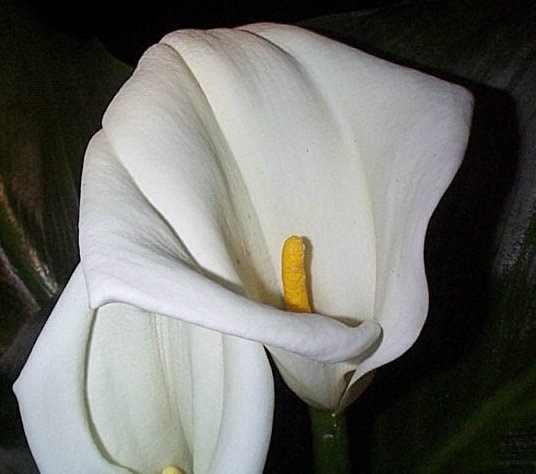Herbs Treat And Taste CALLA LILY ARUM LILY SYMBOL OF MAGNIFICENT herbs-treat-and-taste-calla-lily-arum-lily-symbol-of-magnificent