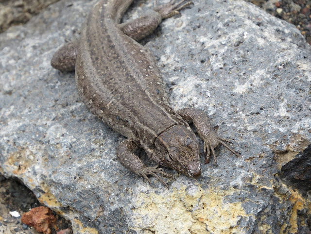 West Canaries Lizard - Punta de Teno, Tenerife