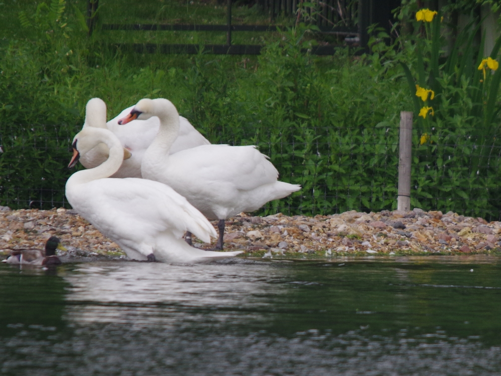 kensington swan boats kensington gardens and hyde park birds kensington swan boats kensington gardens and hyde park birds