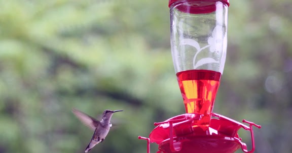 How To: Hummingbird Food - Fashion meets Food