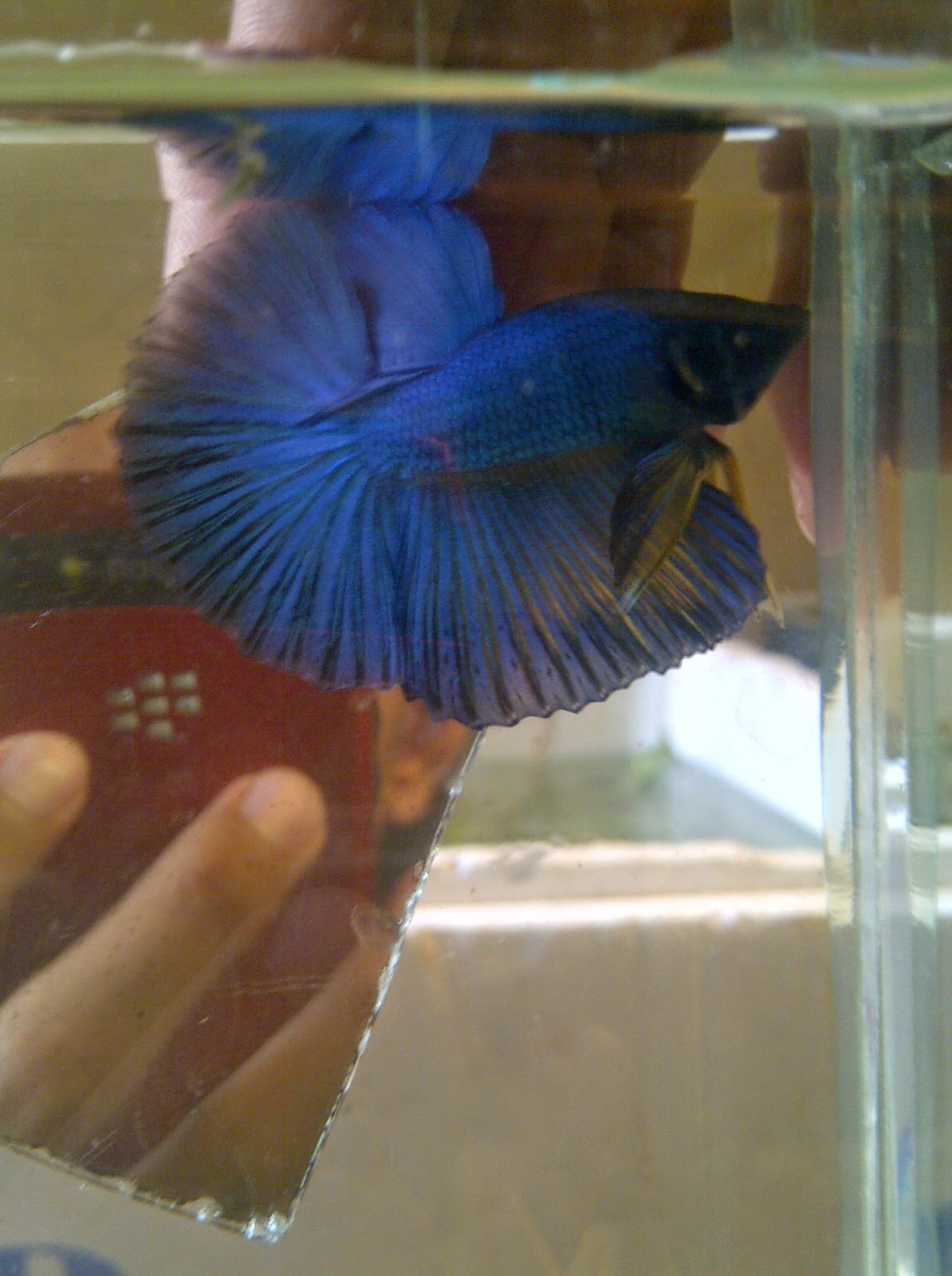 The AquaFishKu Gallery 017. Halfmoon Mustard Gas (Male)