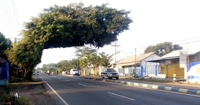 Pohon Beringin dengan tampilan unik dan nyentrik terdapat di pinggir jalan raya antara Sur Pohon Beringin Unik di Jalan Surabaya – Malang