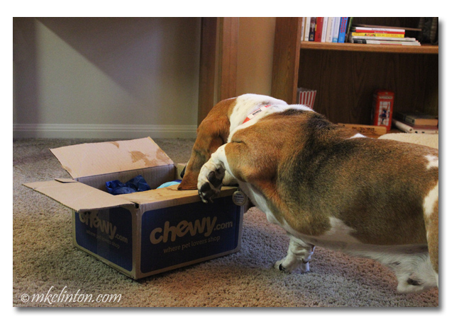 Basset pawing a Chewy box