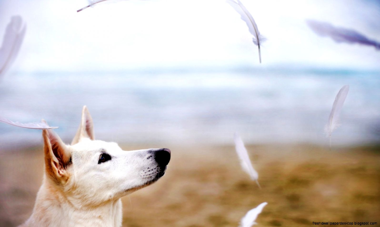 Funny Flying Dogs