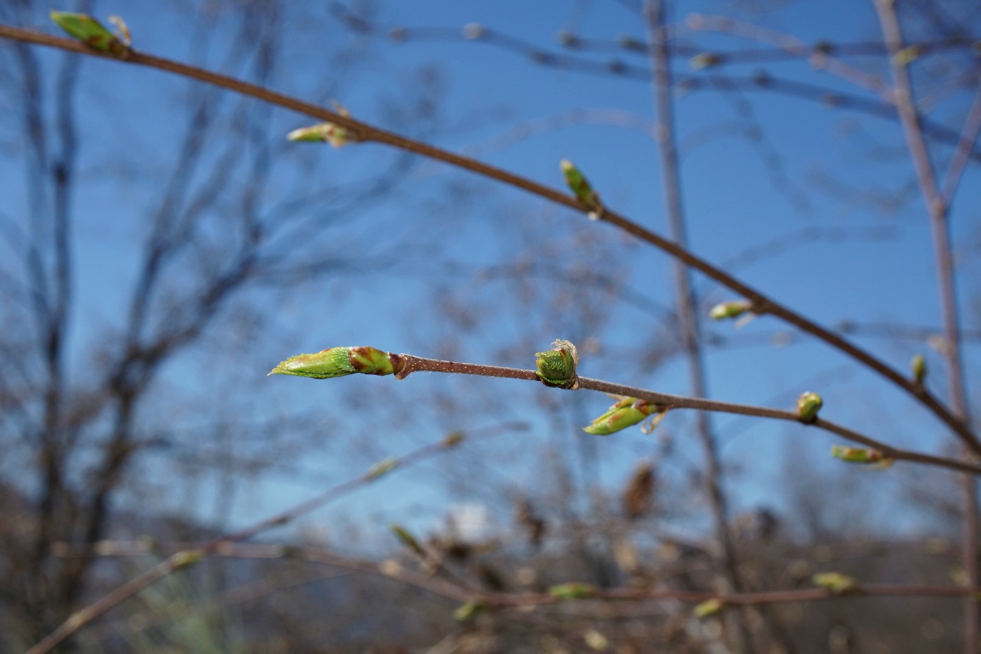 Early-signs-of-spring-by-the-trail