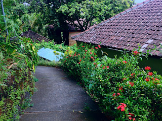Ashoka Plant Along The Road Brahmavihara Arama