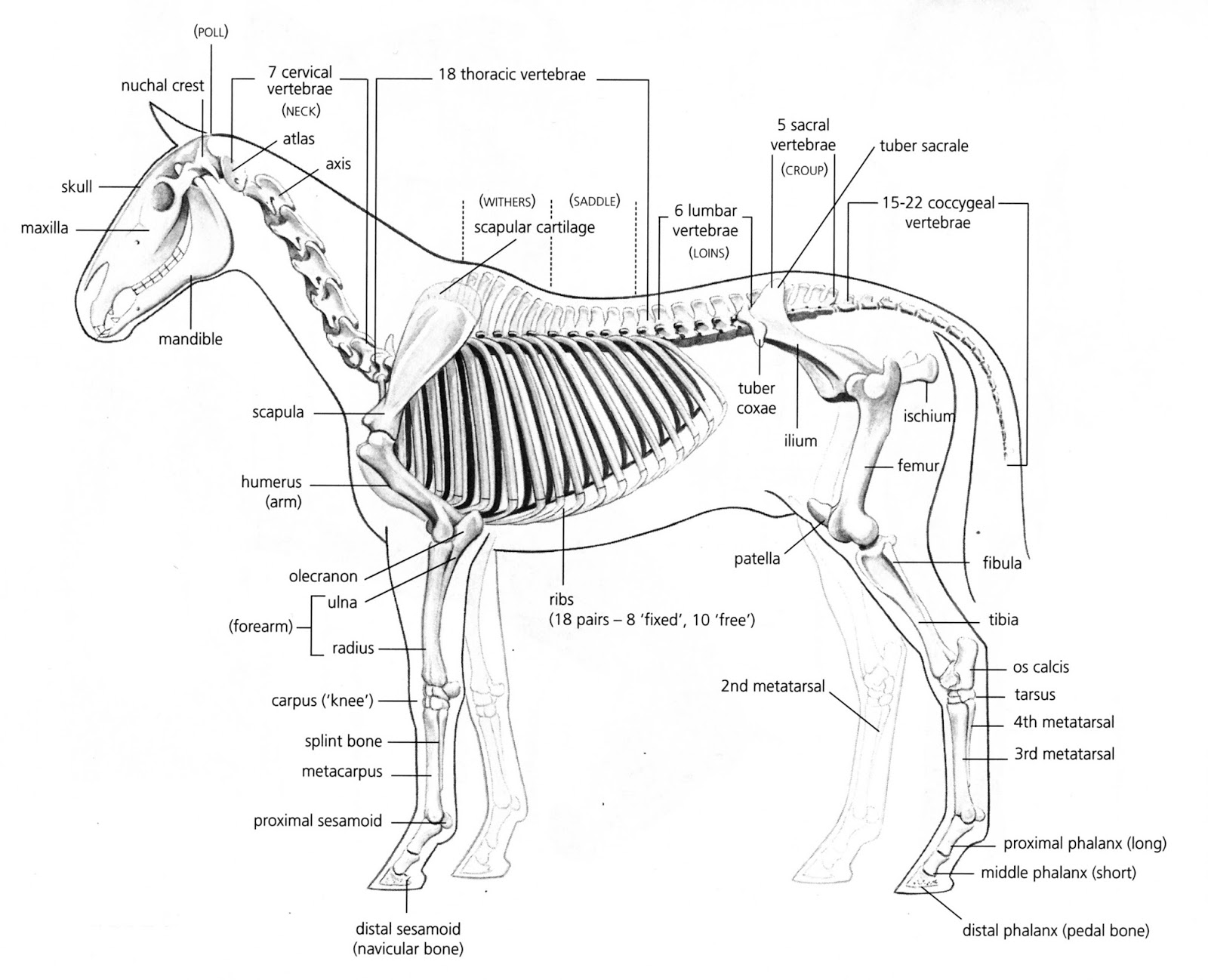 Horse Life and Love: The Hindleg