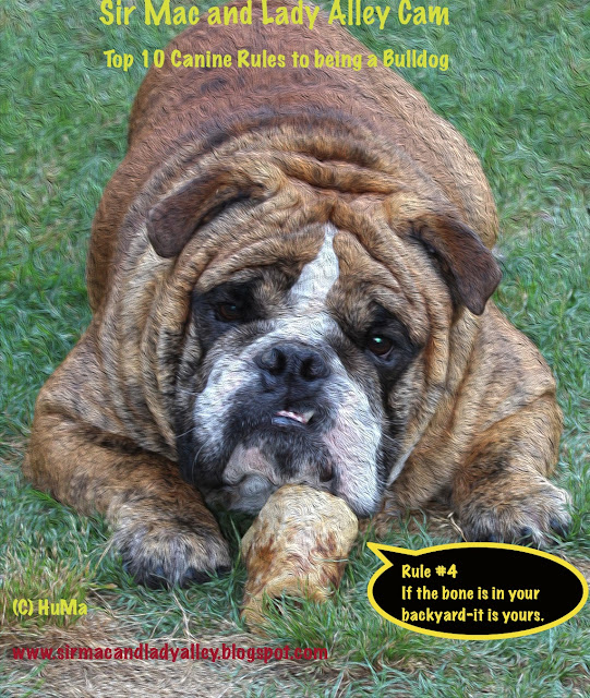 Sir Macs Rule 4 for being a Bulldog | Life of Sir Mac and Lady Alley