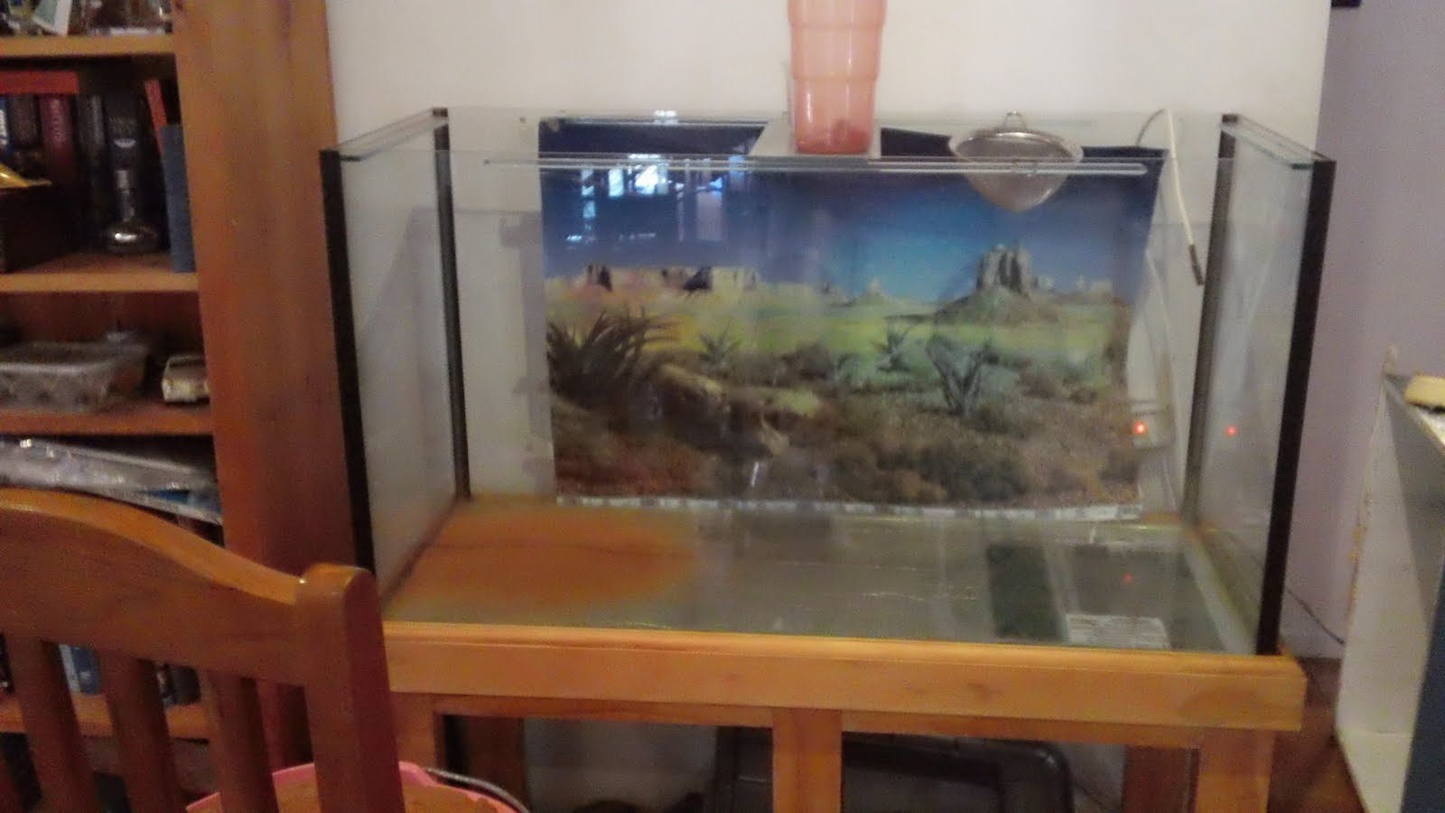 My Animals and I How to clean a lizard tank by Brynn L