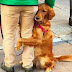 La réaction de ce chien a ému tous les passants, ce qu'il fait? Oh que c'est touchant!