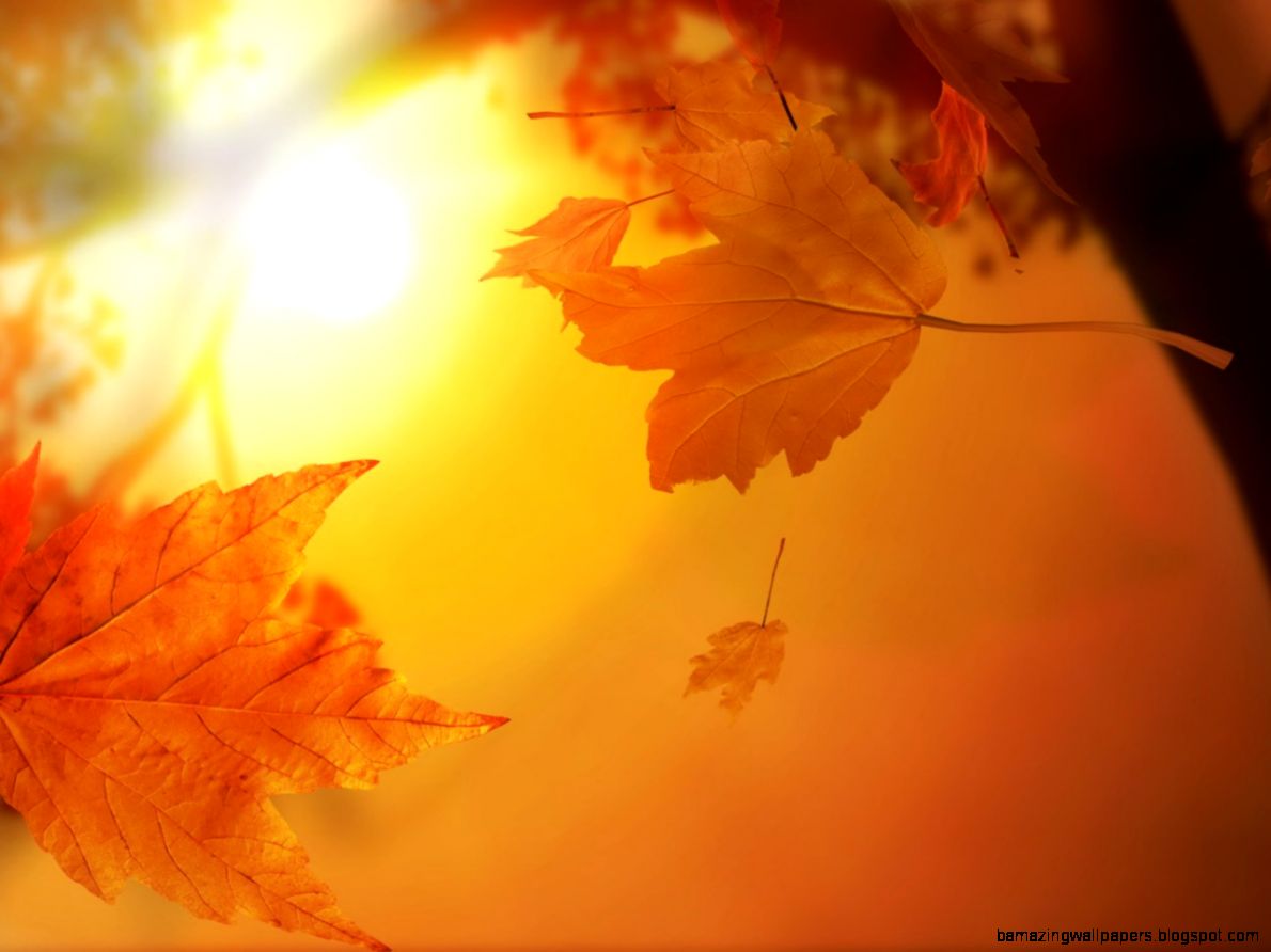 Trees Aging Death and Mystery  Caelum Et Terra