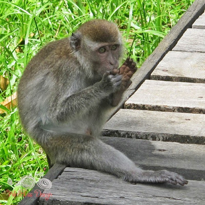Bako National Park - Monkey