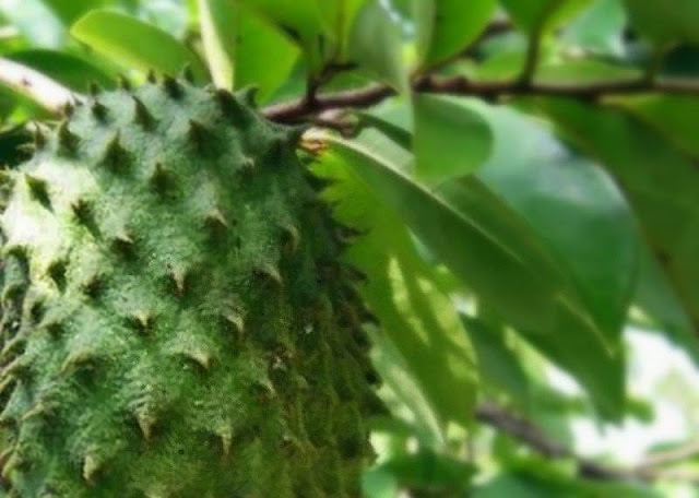 Cara mudah menanam sirak dari pucuk daun Cara mudah menanam sirak dari pucuk daun