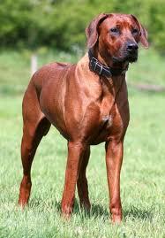 Raça de cachorro rodésia Clearance