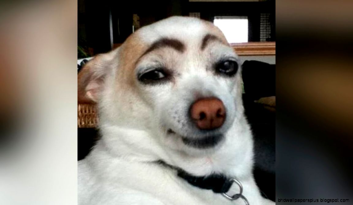 Pet funny pictures 8   High Quality Photos