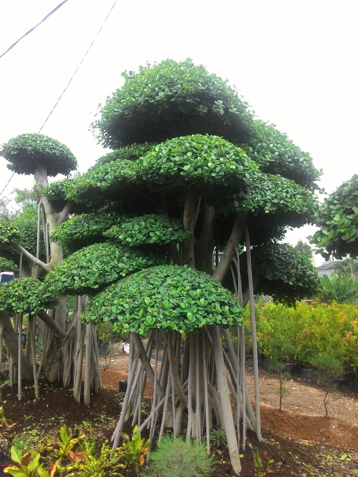 Jual Bonsai Beringin Korea Cataleya Taman,Tukang Taman,Jasa Pembuatan