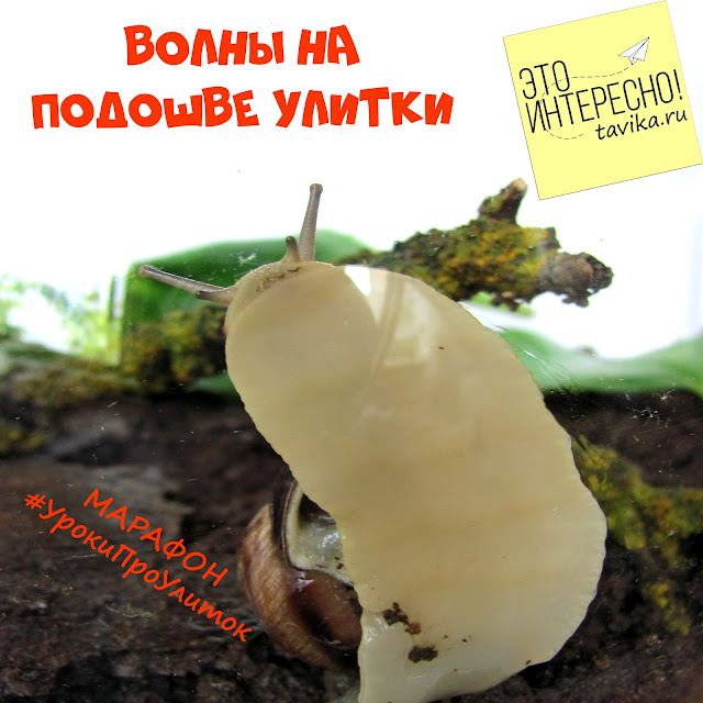 Изучаем улиток.Занятия для детей по биологии