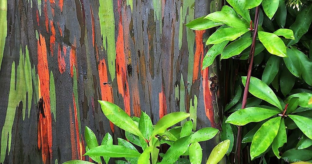 HOW TO GROW THE RAINBOW EUCALYPTUS Eucalyptus deglupta The Garden of