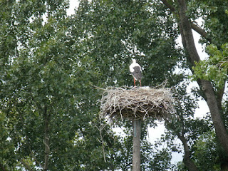 Amsterdam uccello